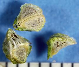   Fruits:   Sida spinosa , mericarps; Photo by A. Margina, USDA APHIS PPQ, imageID.idtools.org
